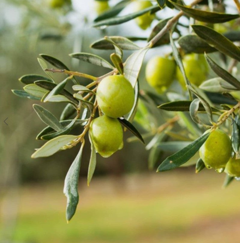 Rudy Profumi Håndkrem - Italian Olive Oil 100Ml