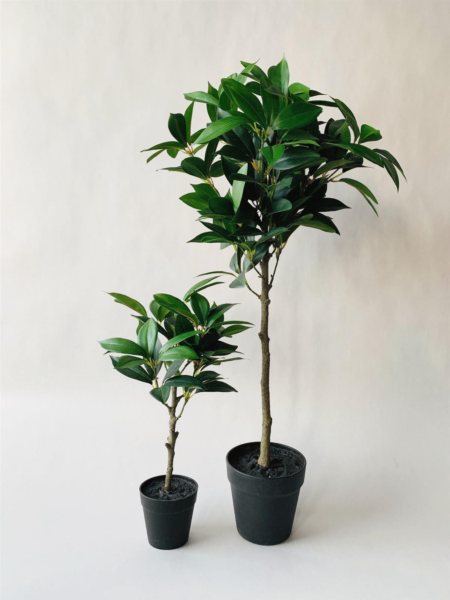 BUSK OPPSTRAMMET H 46 CM