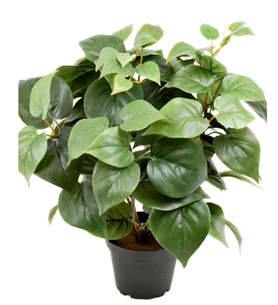 PHILODENDRON